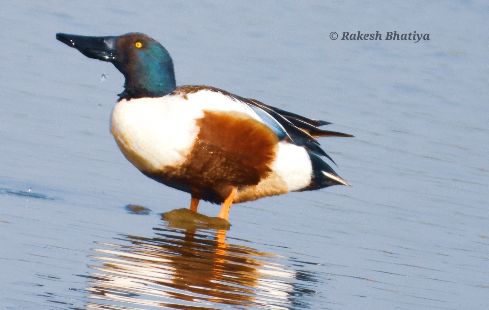 Northern Shoveller